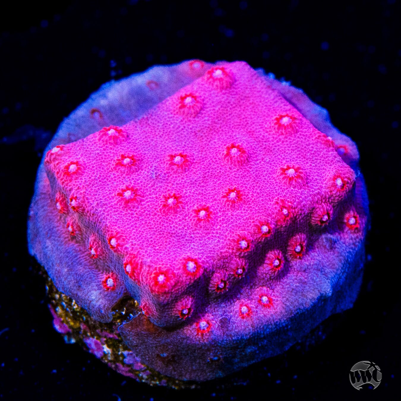 Pinky and the Brain Cyphastrea Coral