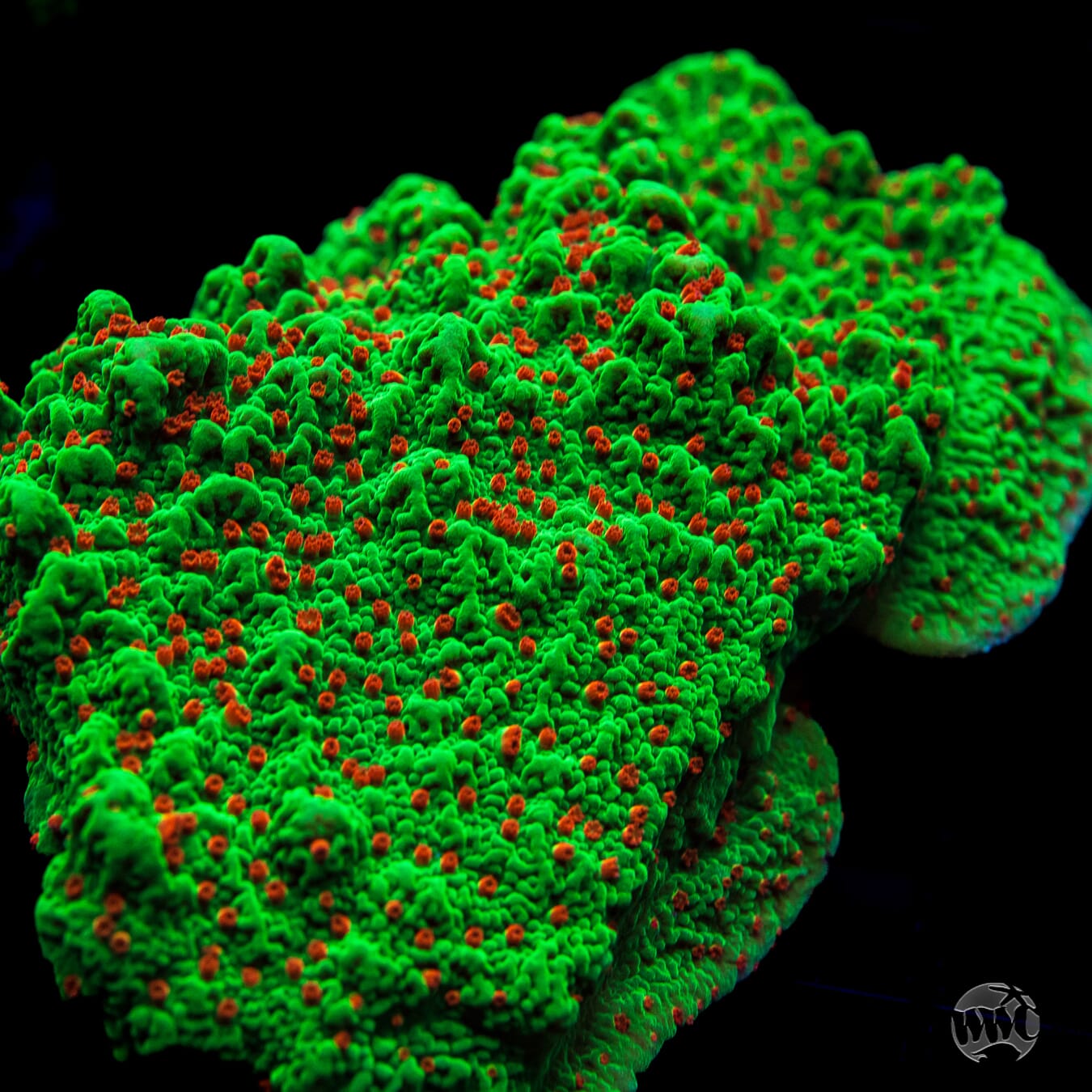 Seasons Greetings Montipora Coral