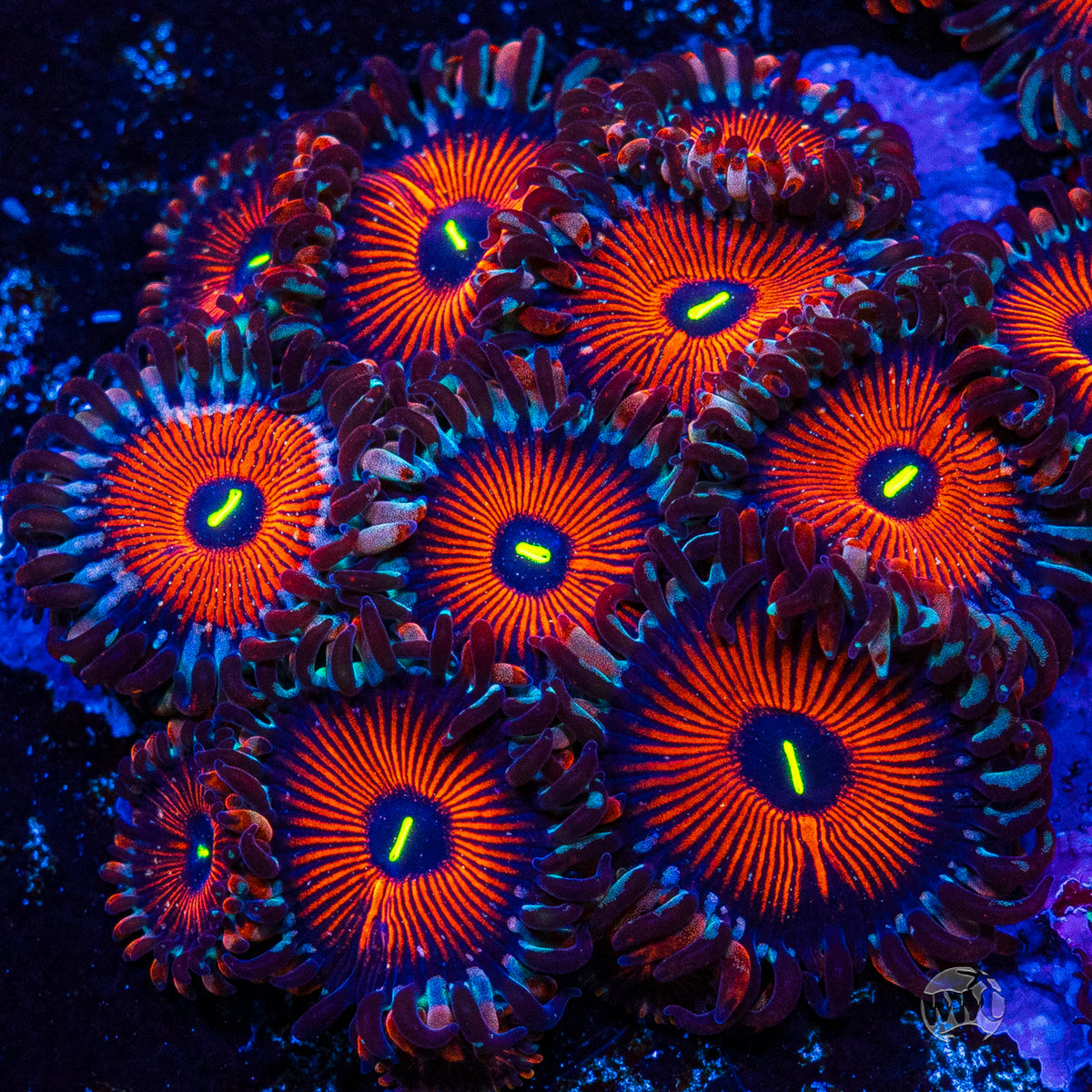 Seduction Zoanthids
