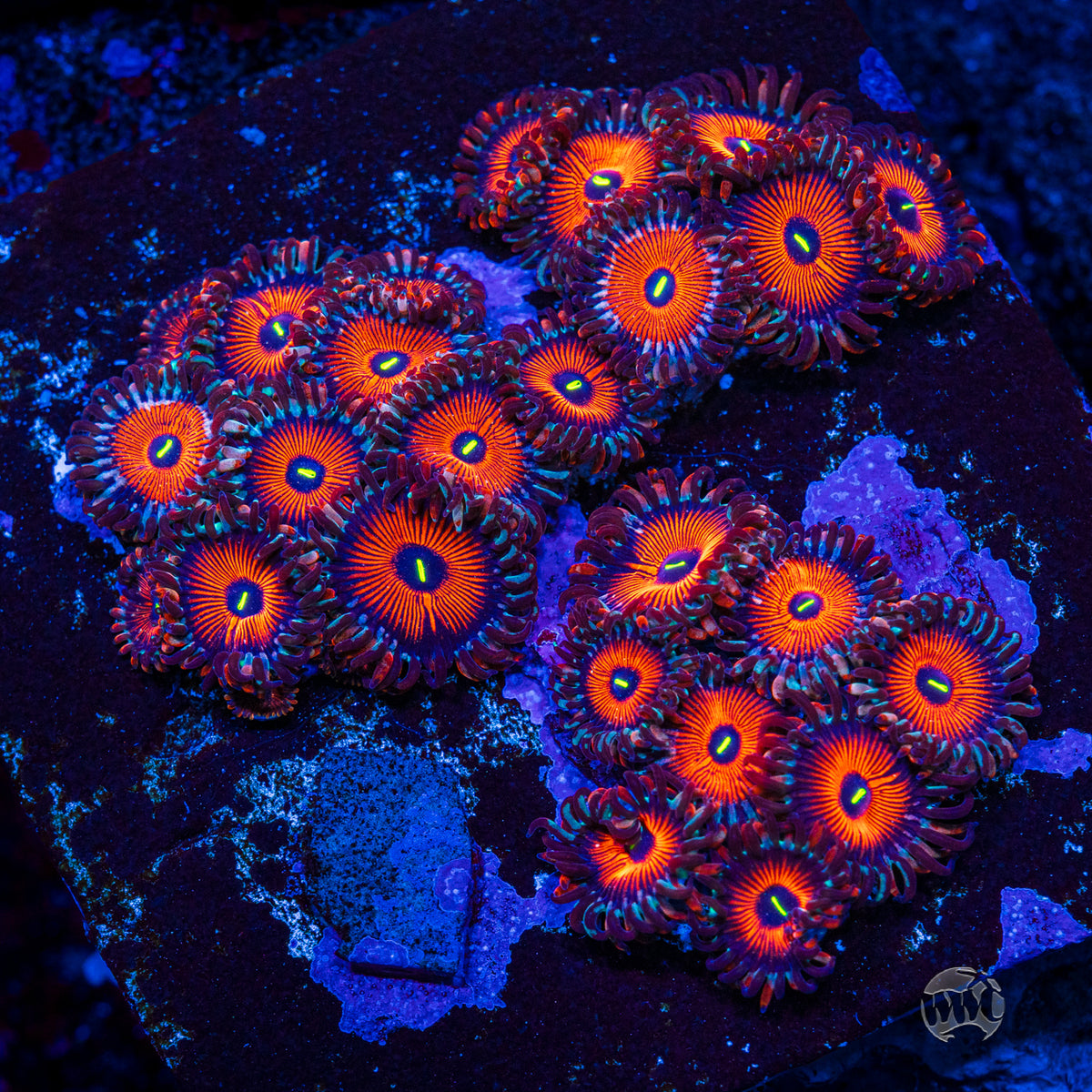 Seduction Zoanthids