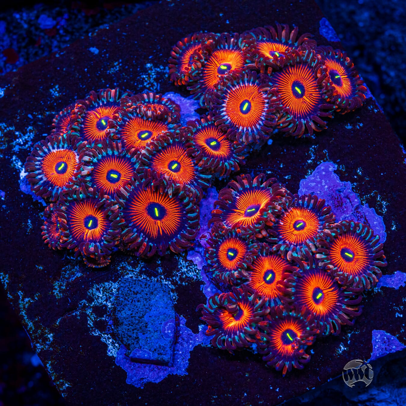 Seduction Zoanthids - Mother Colony