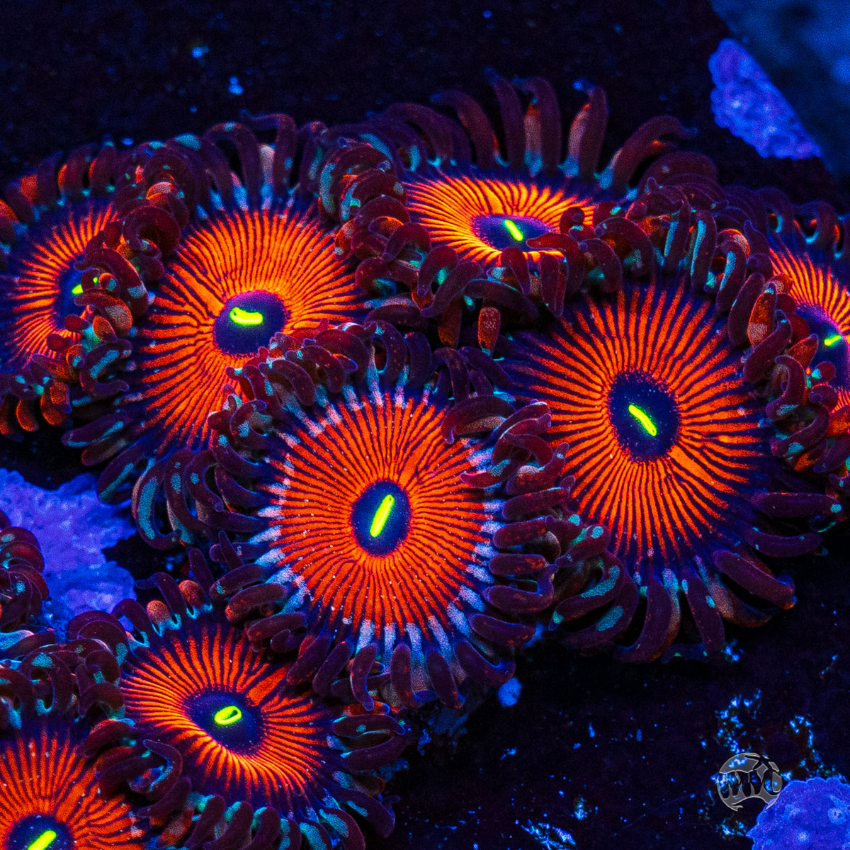 Seduction Zoanthids