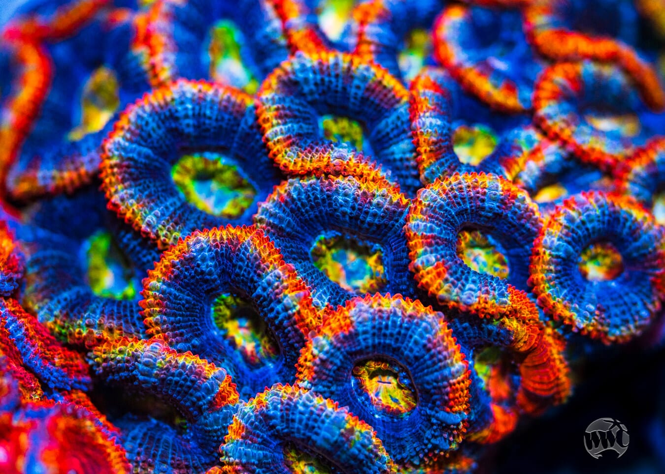 Soul Stone Aussie Lord - Mother Colony Photo