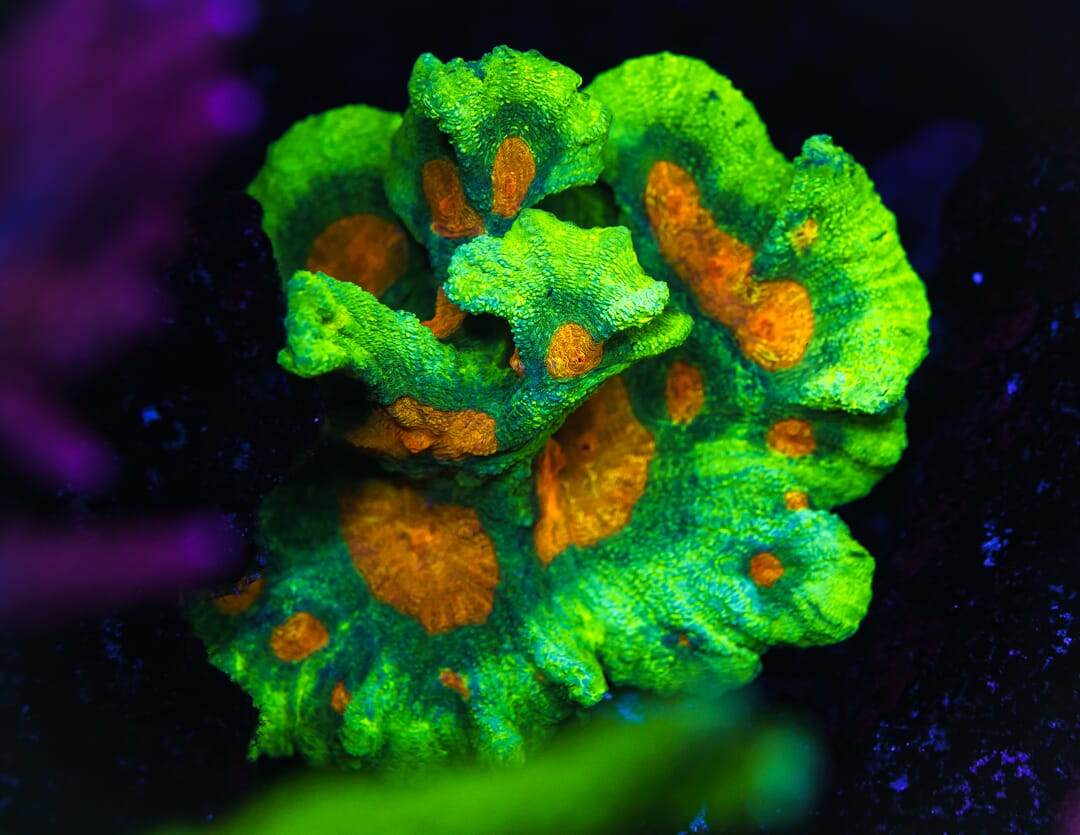 Space Invader Pectinia - Mother Colony Photo