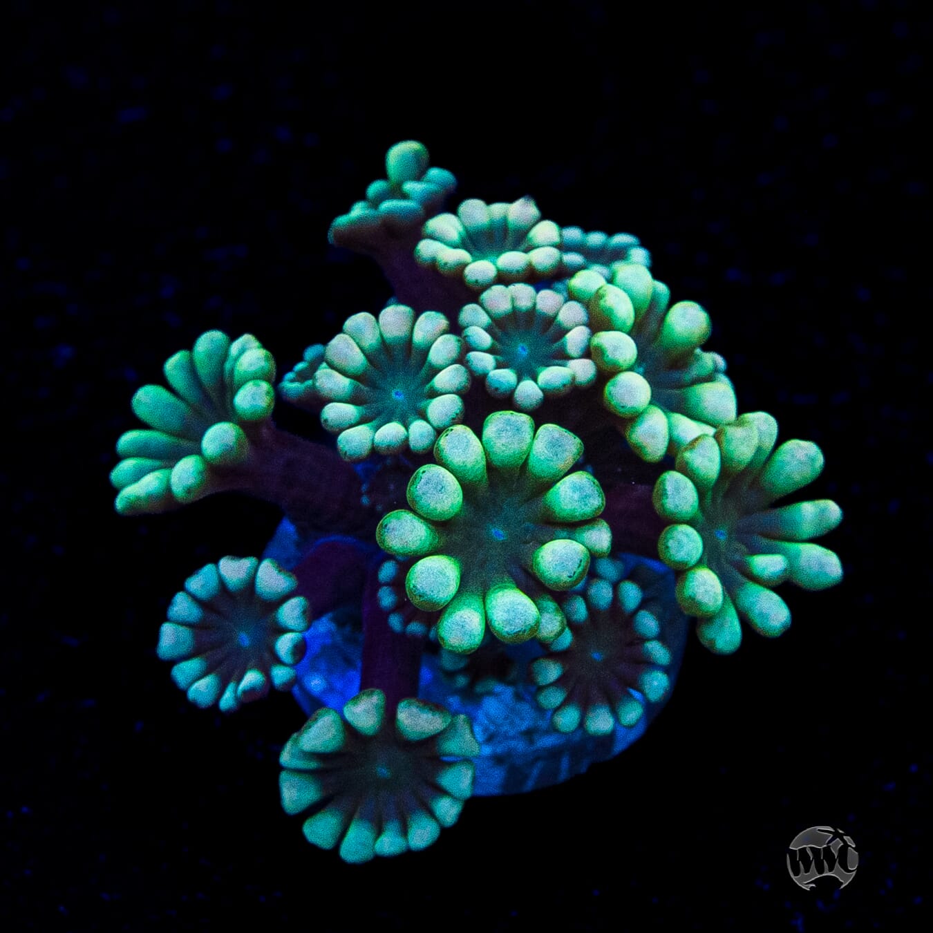 Spearmint Alveopora Coral