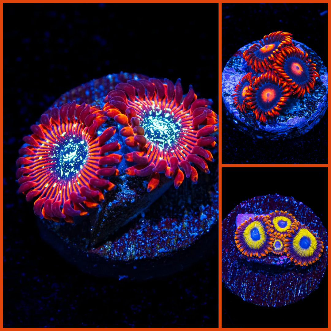 Spooky Season Zoanthid Frag Pack