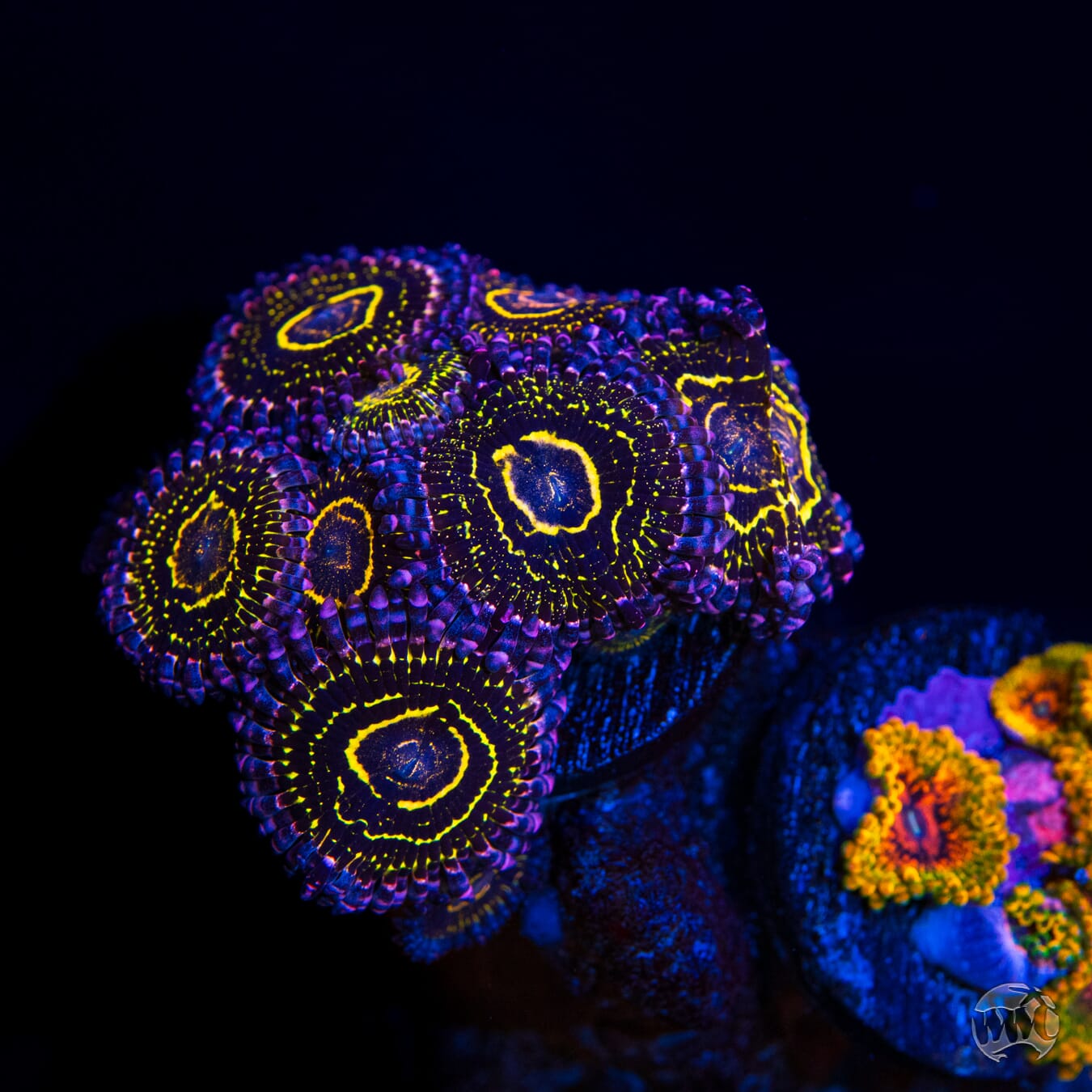 Stratosphere Zoanthids - Mother Colony