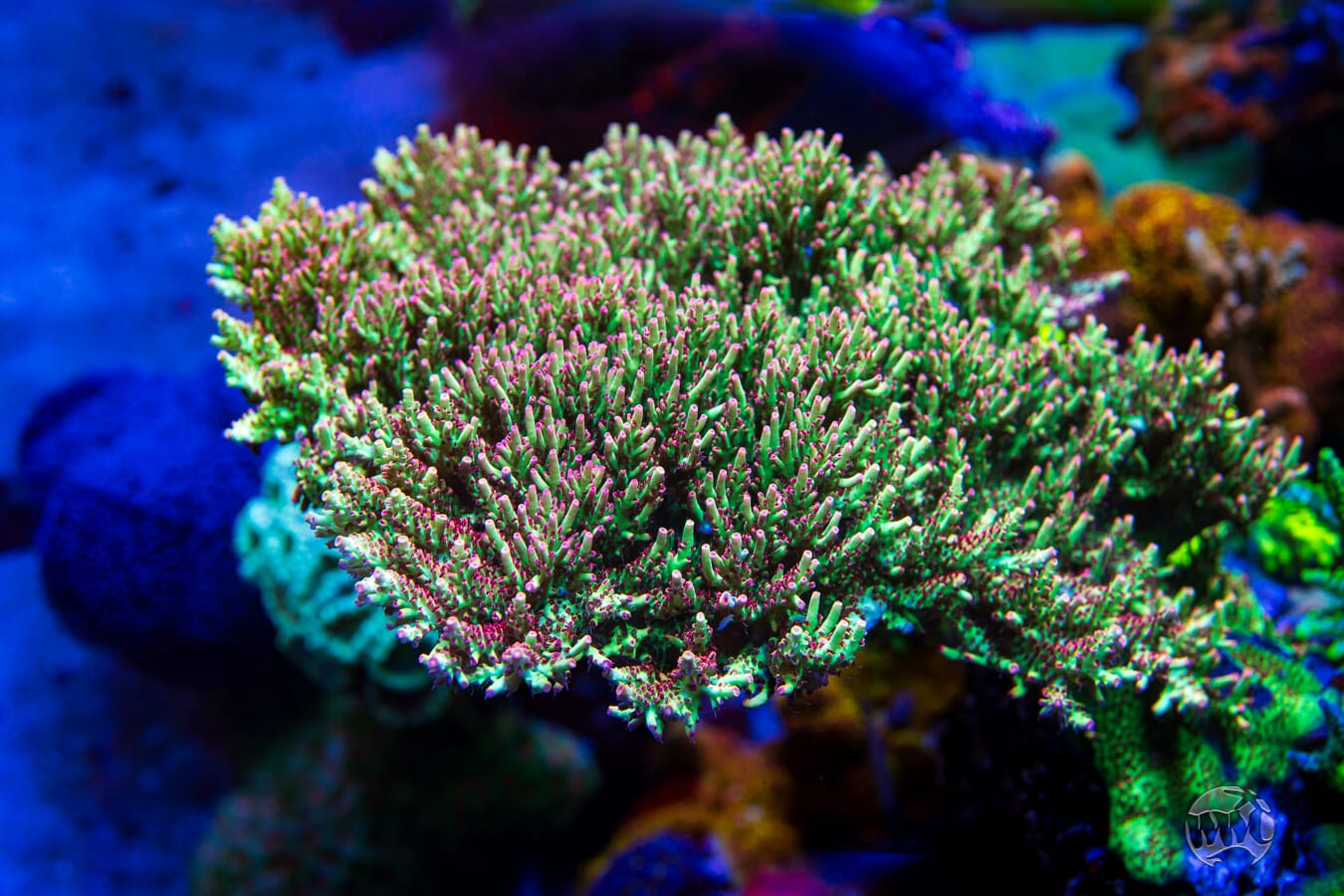 Strawberry Shortcake Acropora - Mother Colony Photo