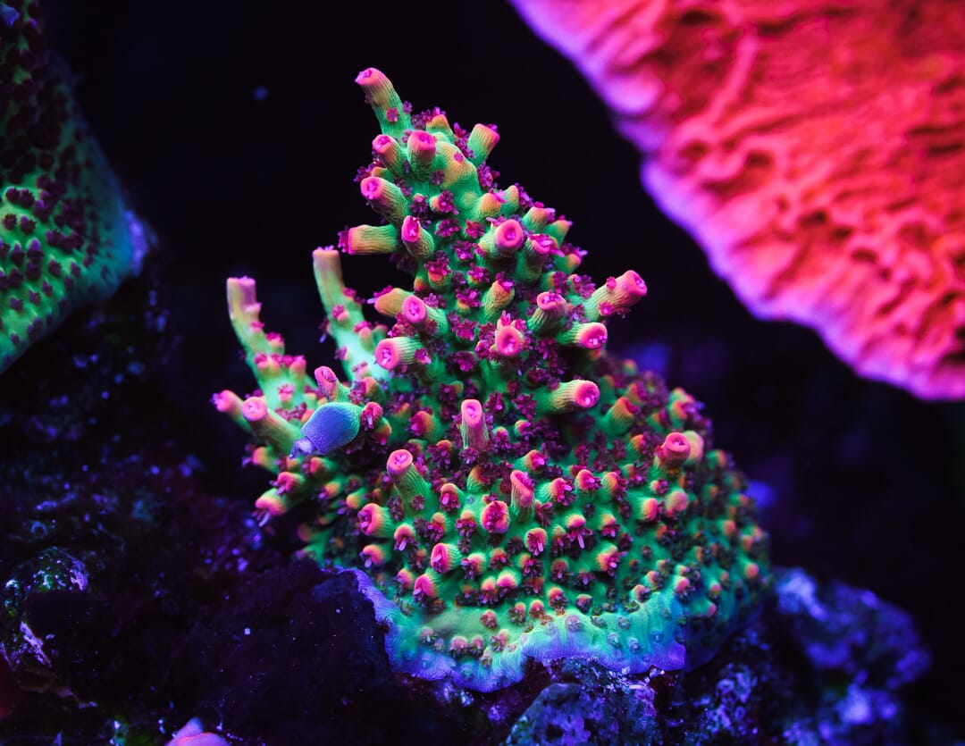 Strawberry Shortcake Acropora - Mother Colony