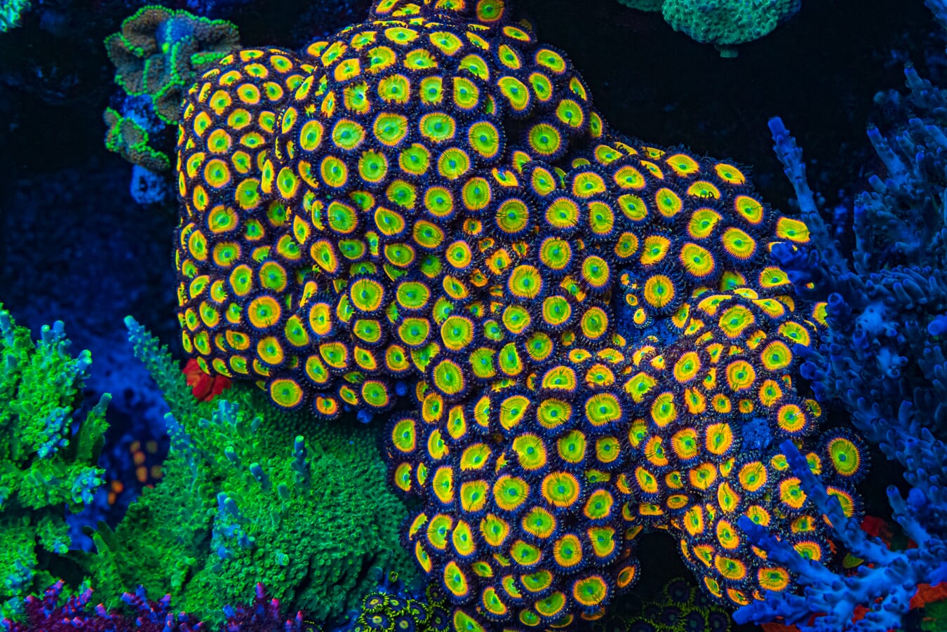 Sunny Ds Zoanthids - Mother Colony