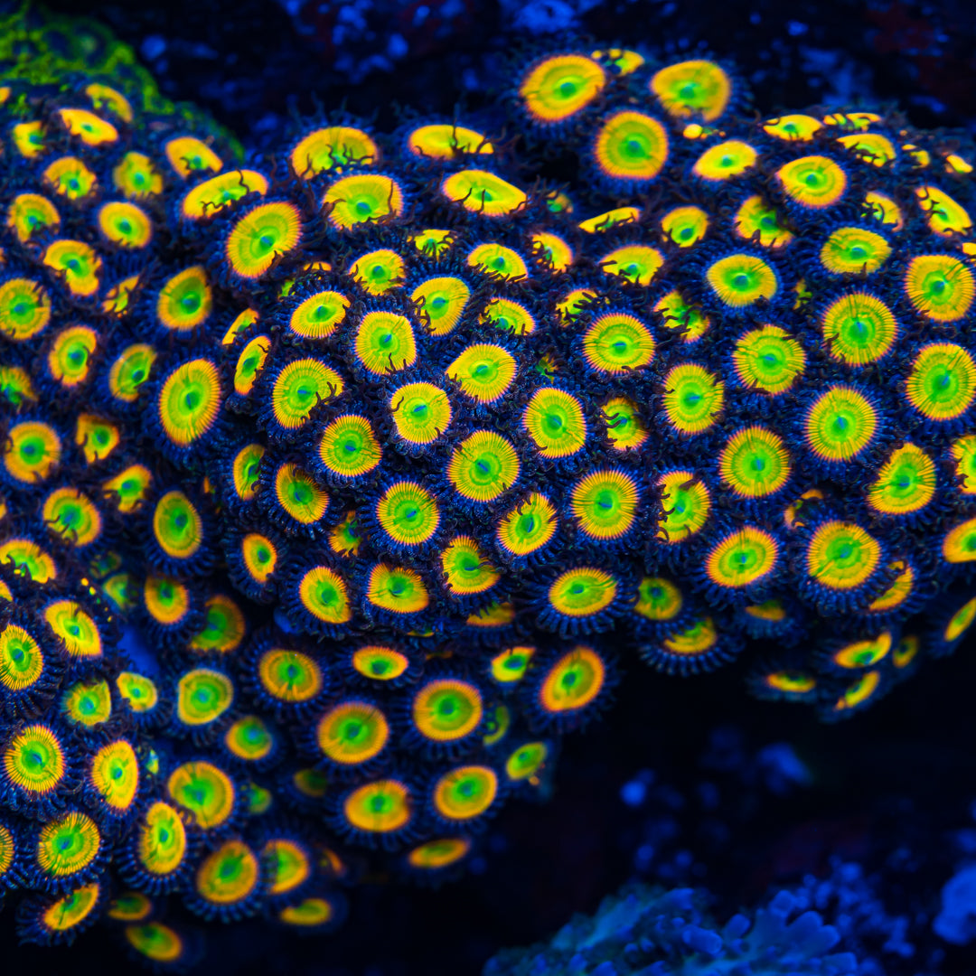 Sunny D Zoanthids