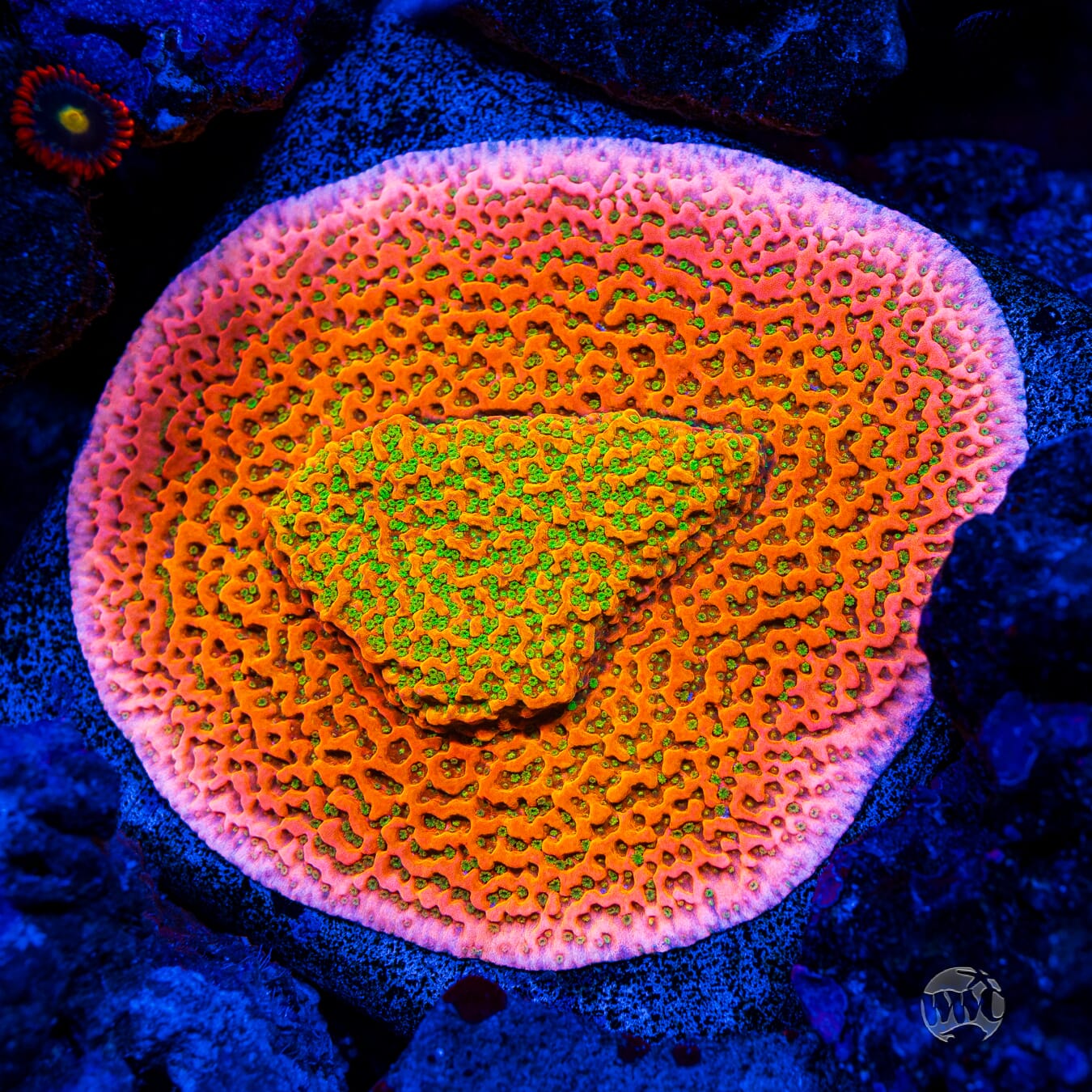 Sunset Imposter Montipora - Mother Colony