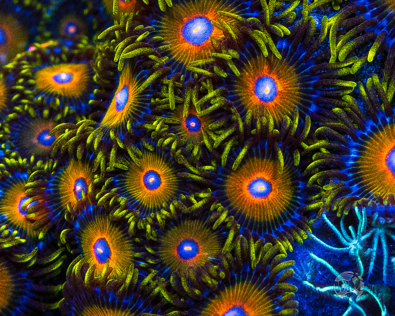 Super Saiyan Zoanthids
