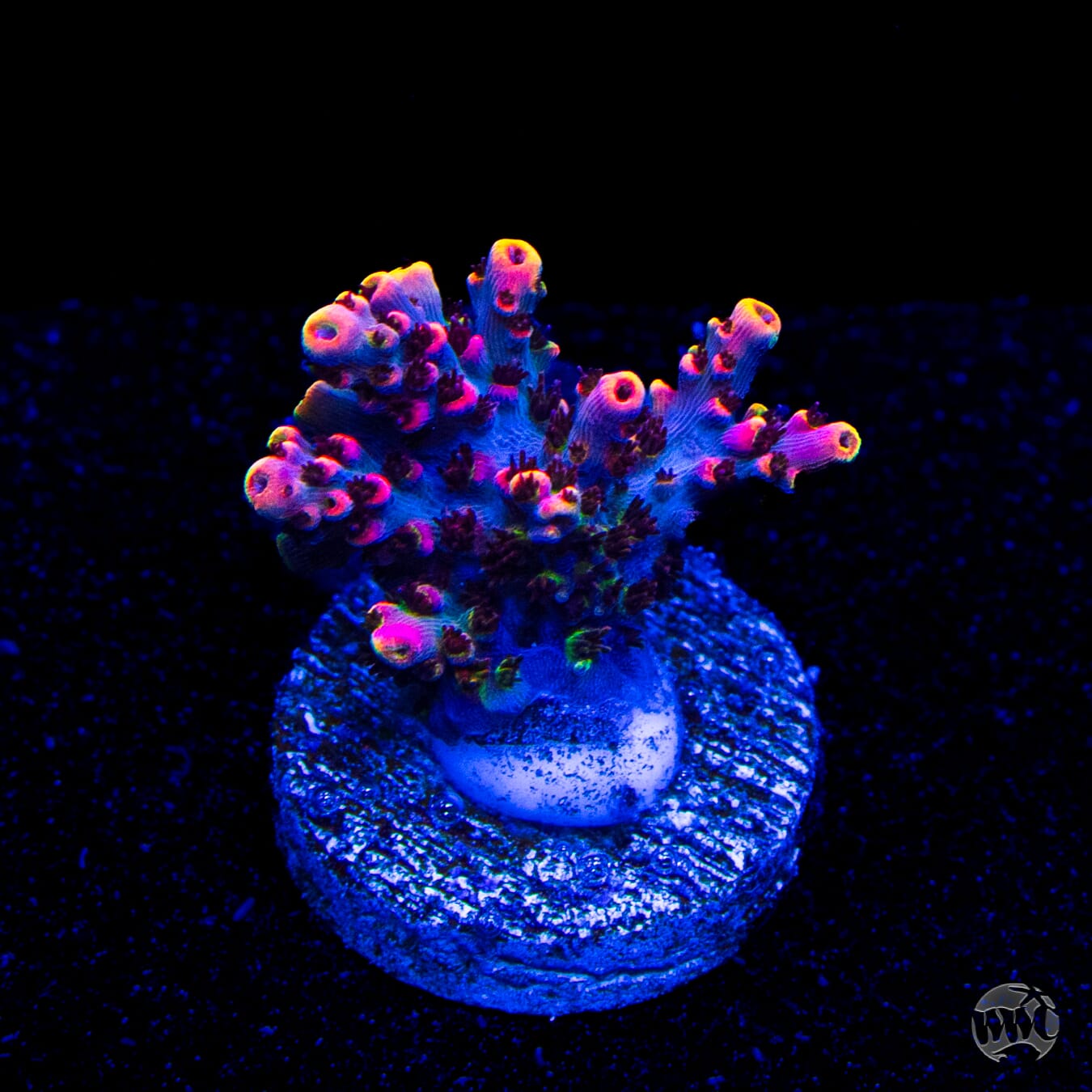 TSA Fruity Pebbles Acropora