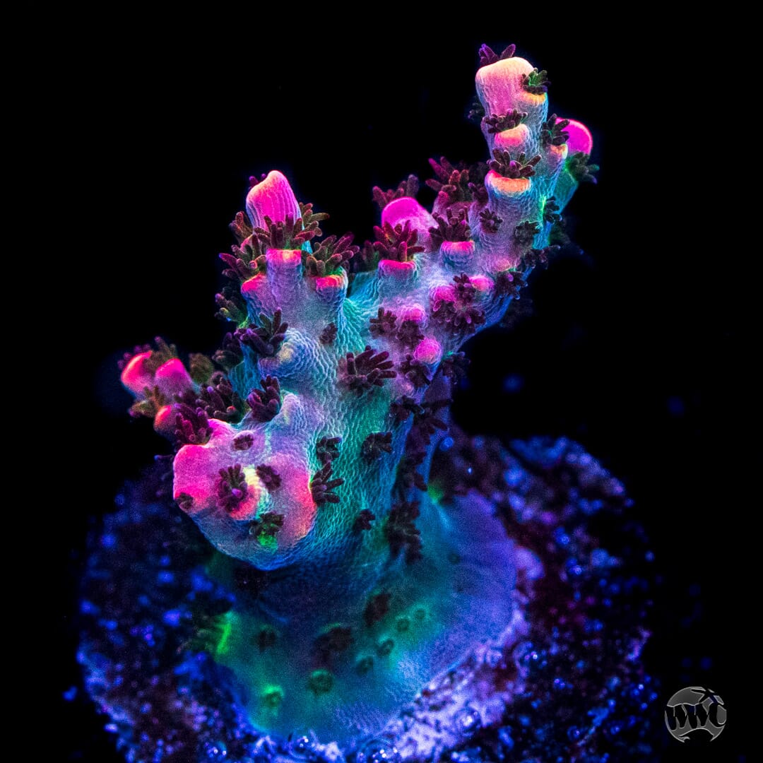 TSA Fruity Pebbles Acropora