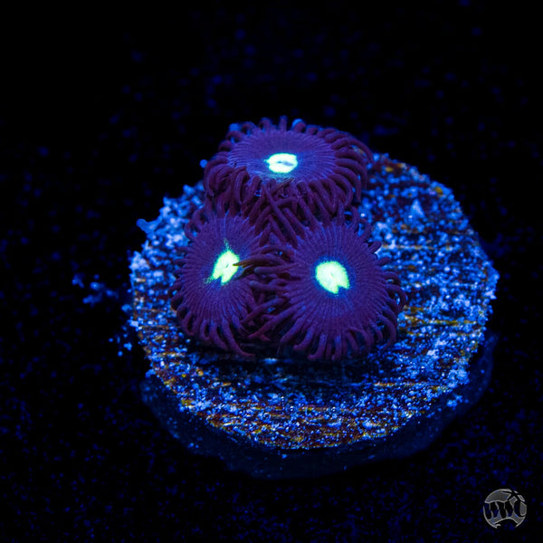 Tic-Tac-Zoanthids-