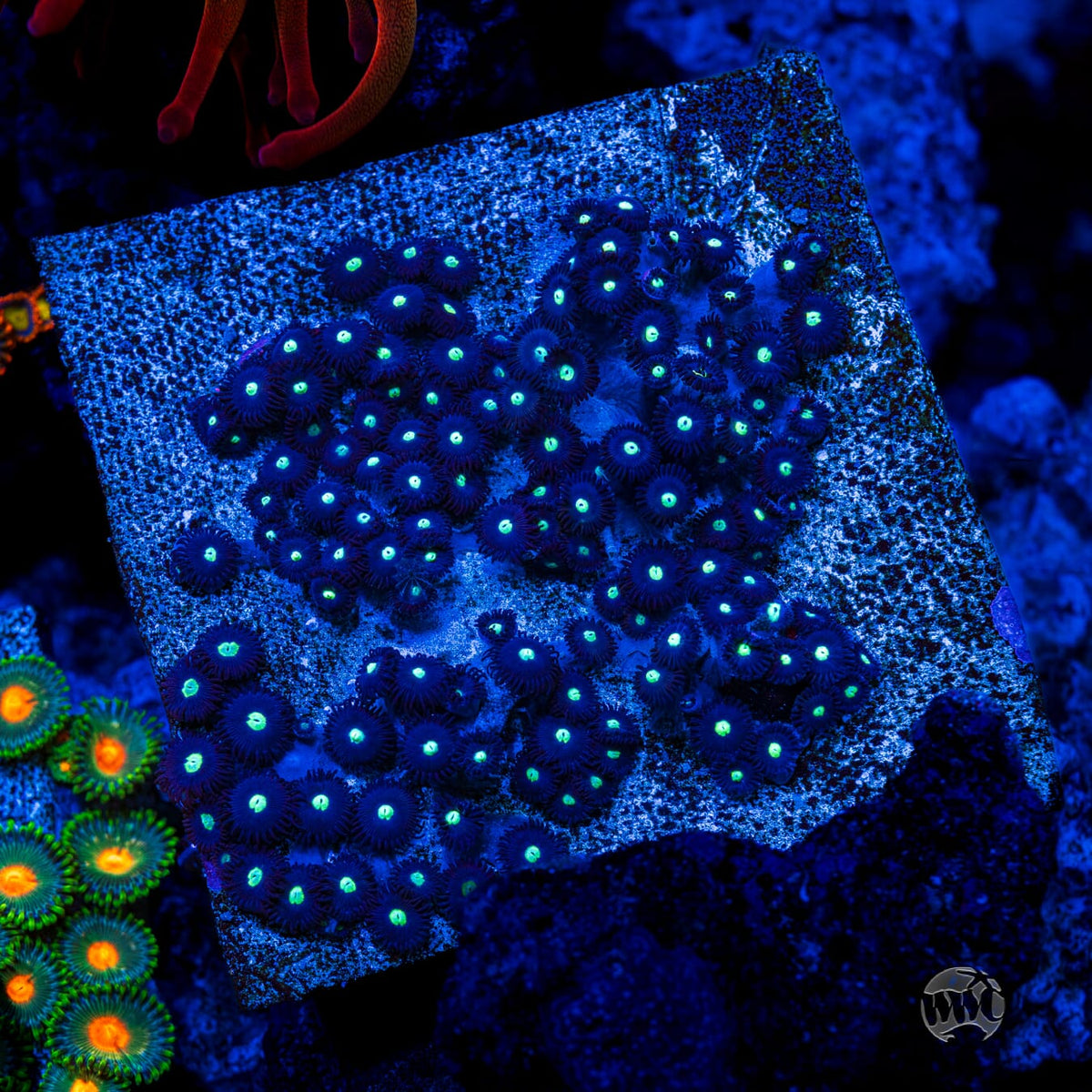 Tic Tac Zoanthids - Mother Colony Photo