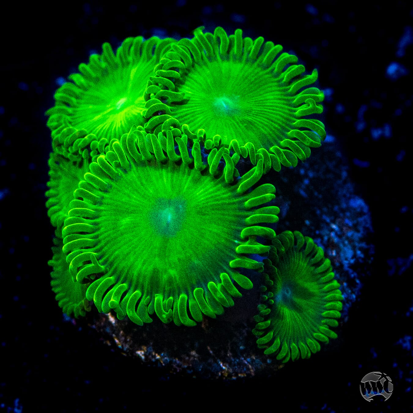 WWC Toxic Tonic Zoanthids