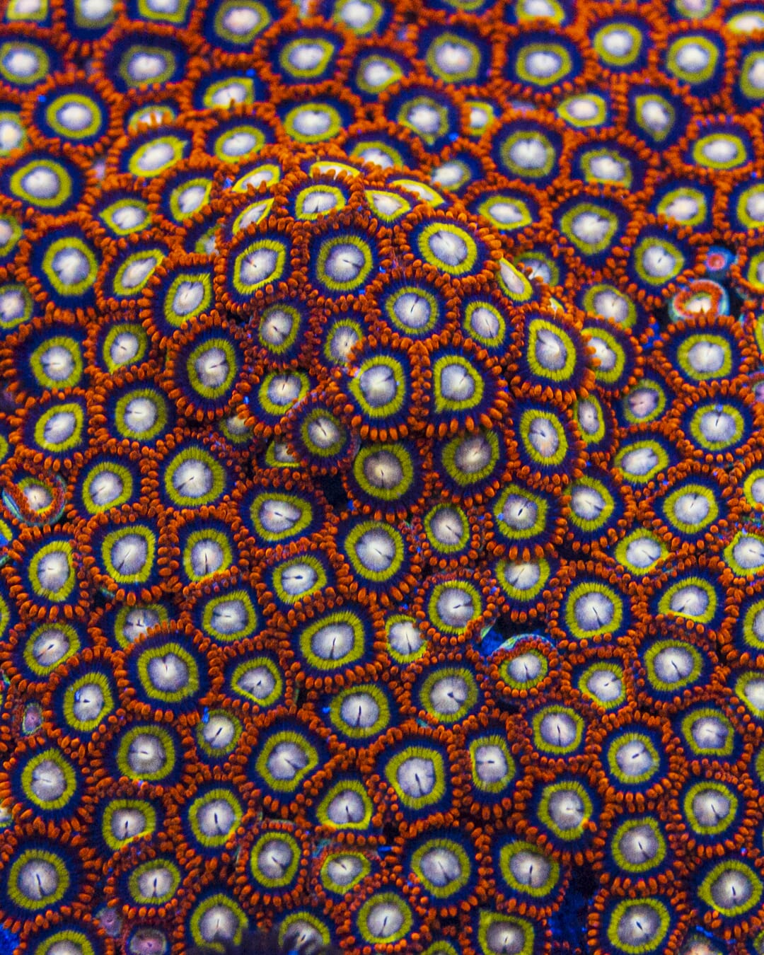 Treehouse of Horrors Zoanthids - Mother Colony