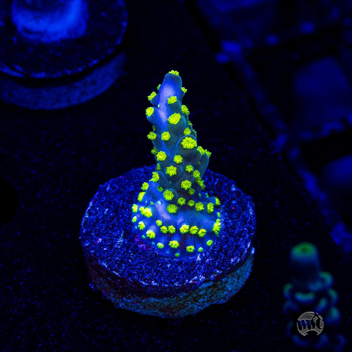Tricolor Valida Acropora
