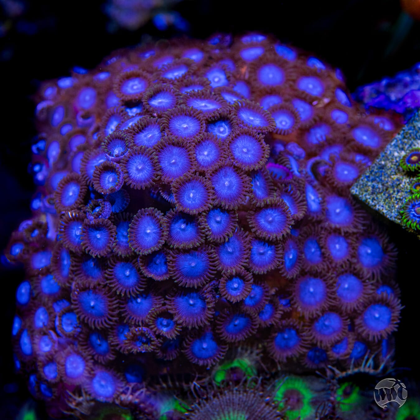 Tubbs Blues Zoanthids - Mother Colony Photo