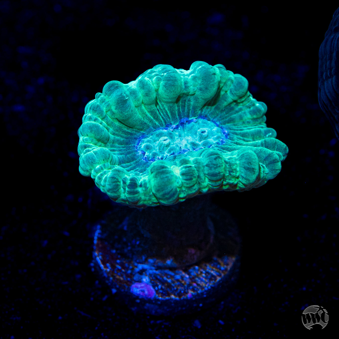 Turquoise Candy Cane Coral