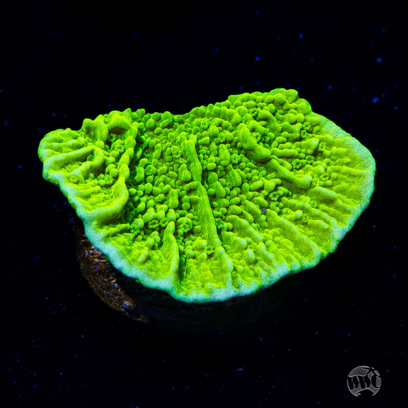 Tyree Aequituberculata Cap Montipora Coral