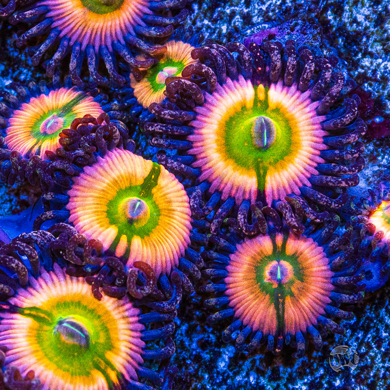 Rainbow Infusion Zoanthids
