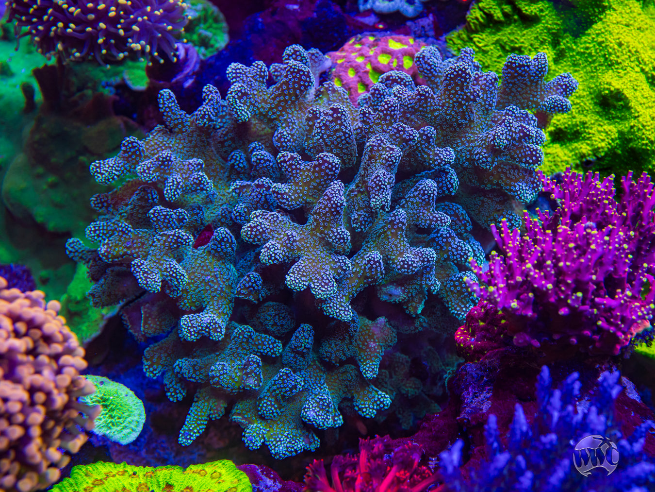Tyree Rainbow Stylophora Coral