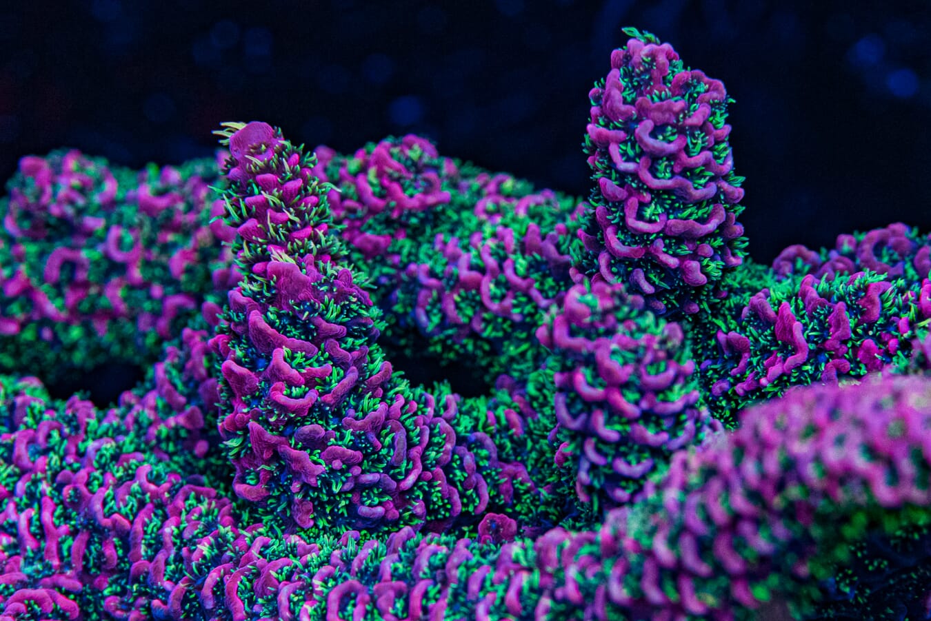 Tyree Rouge Mille Acropora