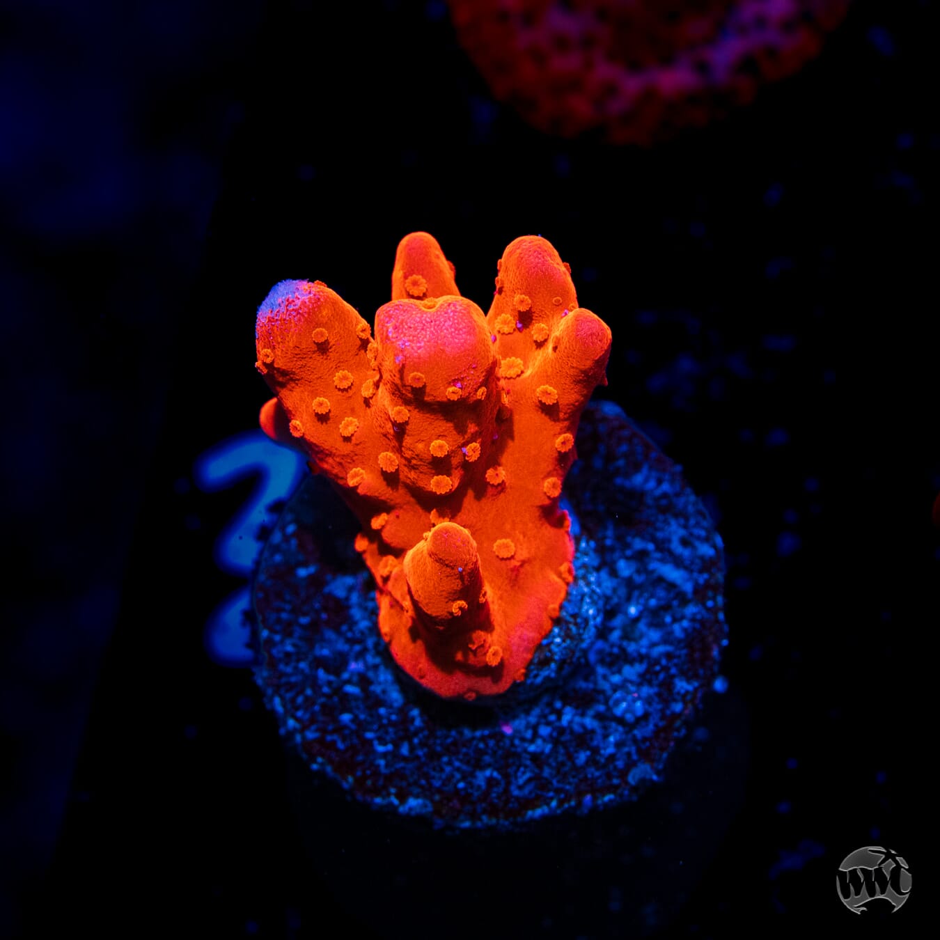 Tyree Orange Setosa Montipora Coral