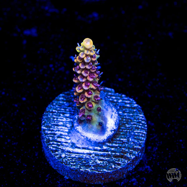 Tyree Pink Lemonade Acropora
