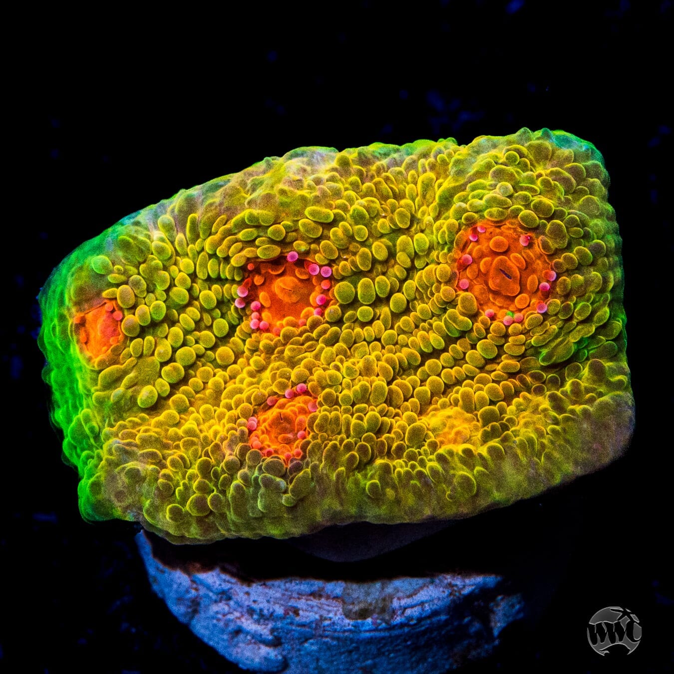 Tyree Mummy Eye Chalice Coral