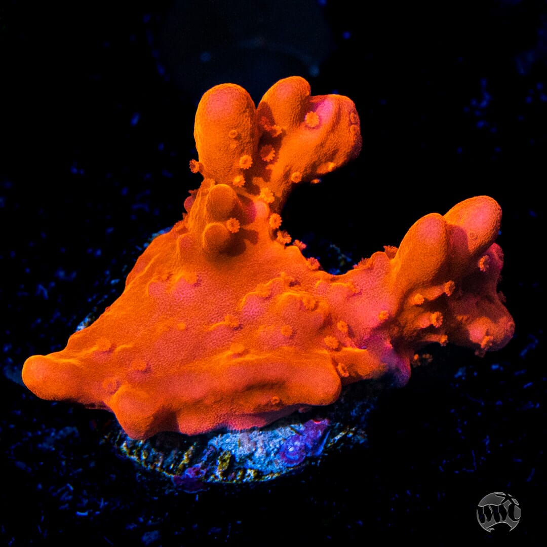 Tyree Orange Setosa Montipora Coral