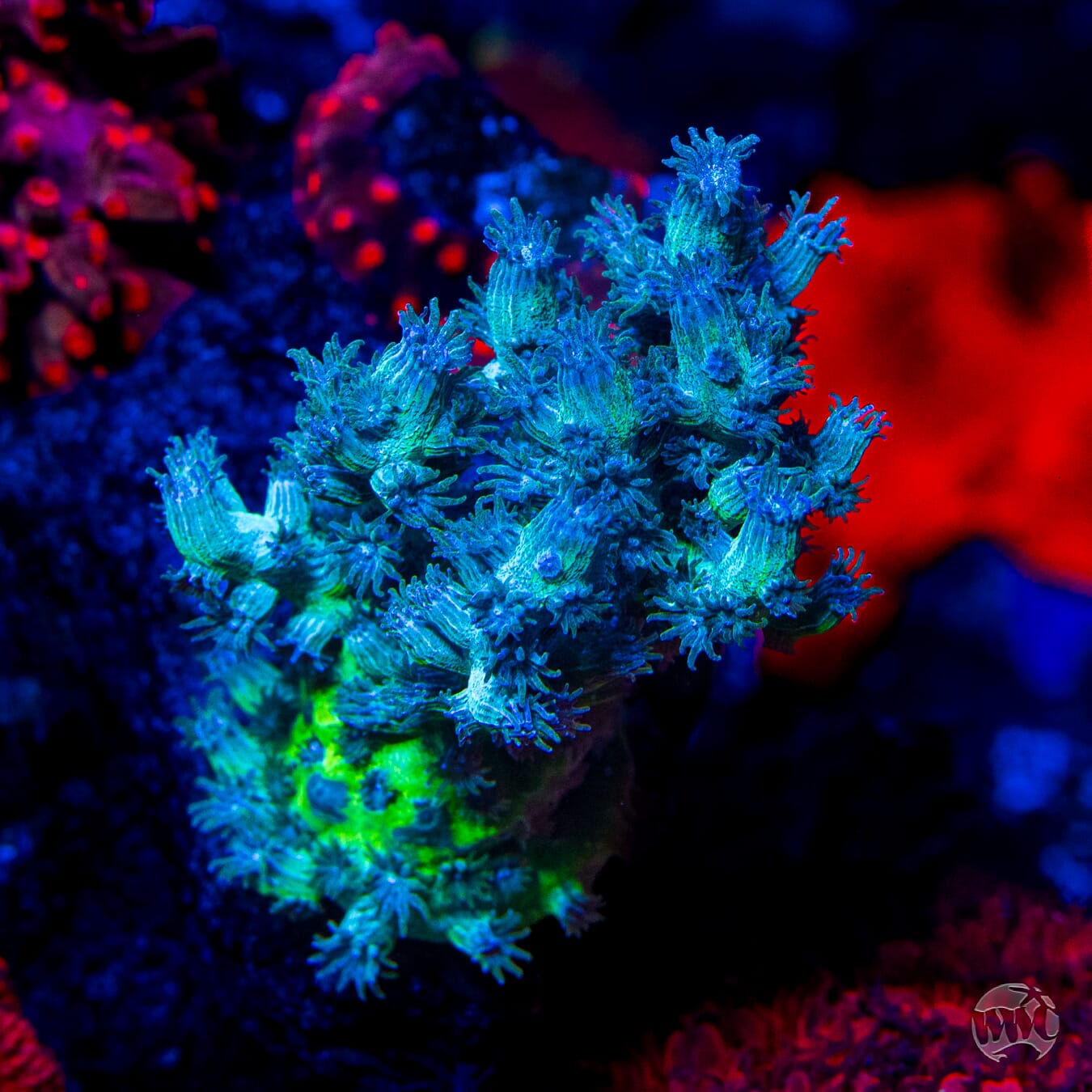UC Eternal Branching Cyphastrea - Mother Colony Photo
