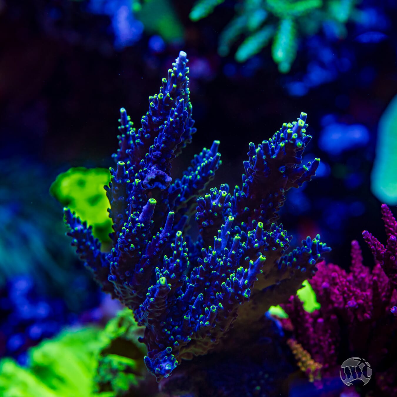 Ultimate Stag Acropora - Mother Colony Photo