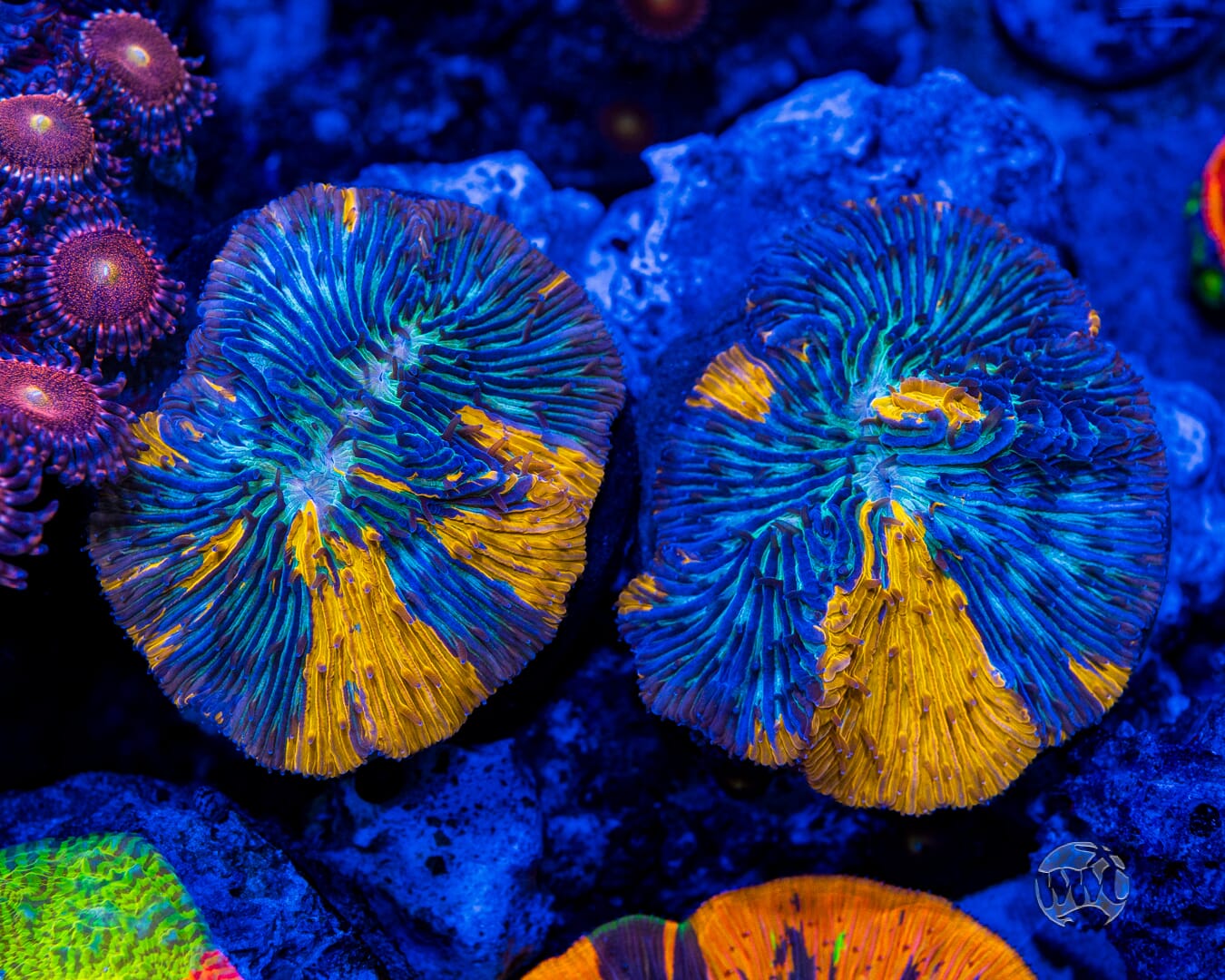 Underworld Diaseris Plate - Mother Colony