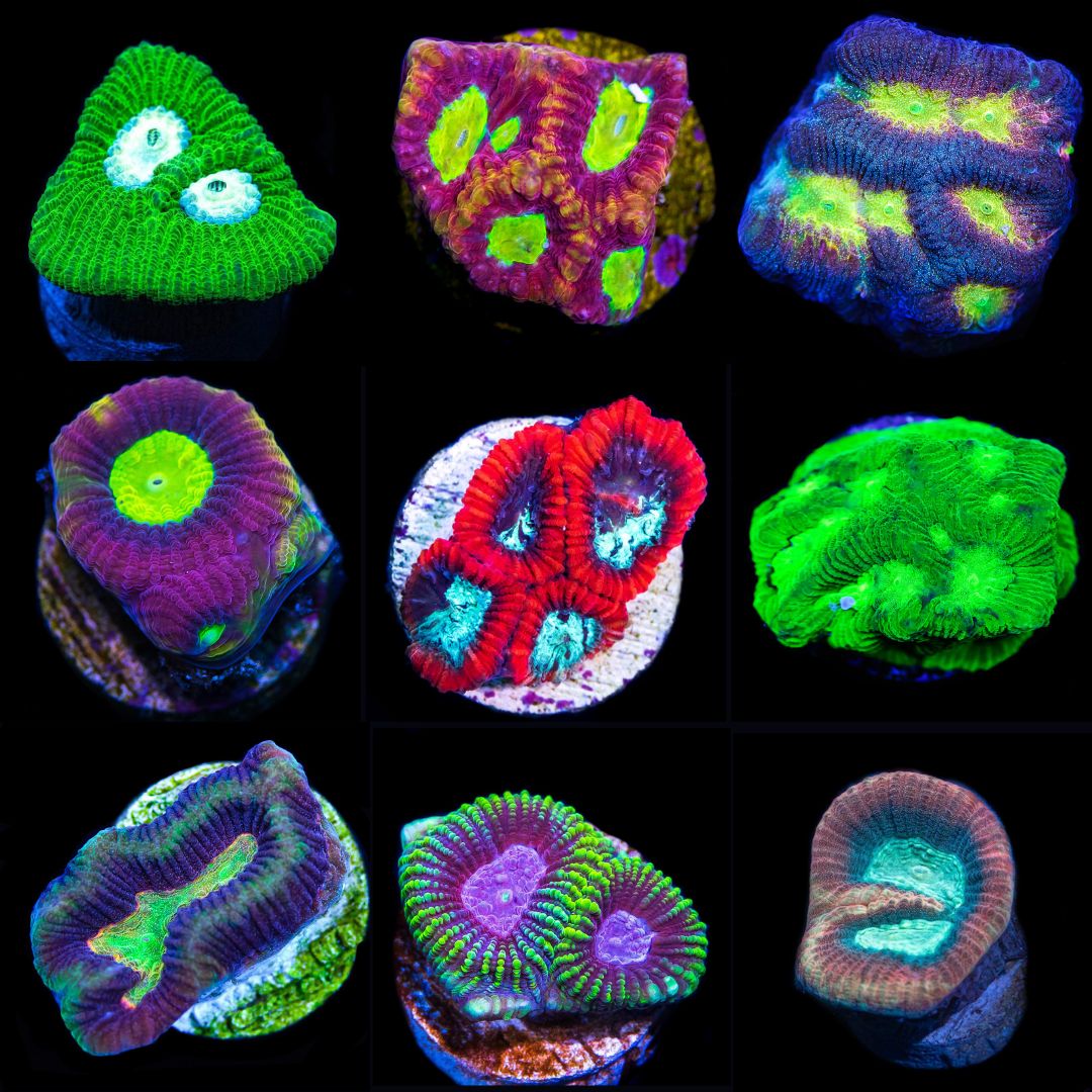 Mystery Brain Coral Pack