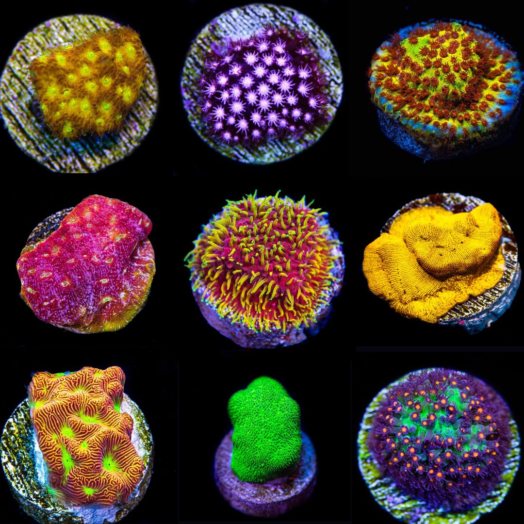 Coral Frag Packs | World Wide Corals