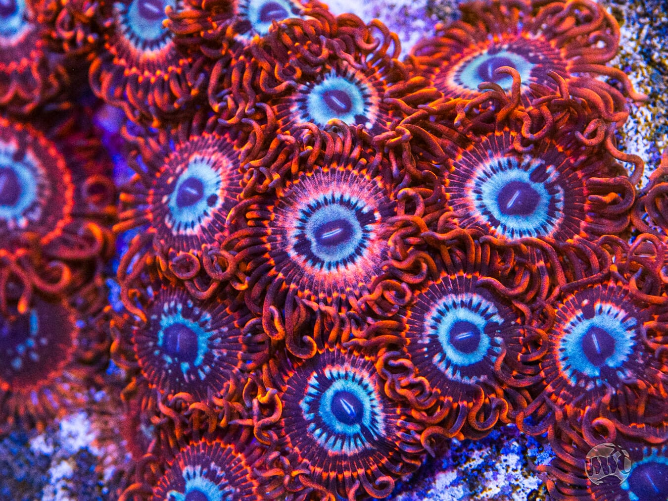 Utter Peace Zoanthids - Mother Colony