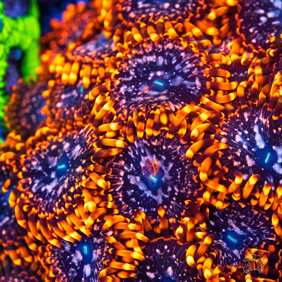 Utter Chaos Zoanthids - Mother Colony Photo