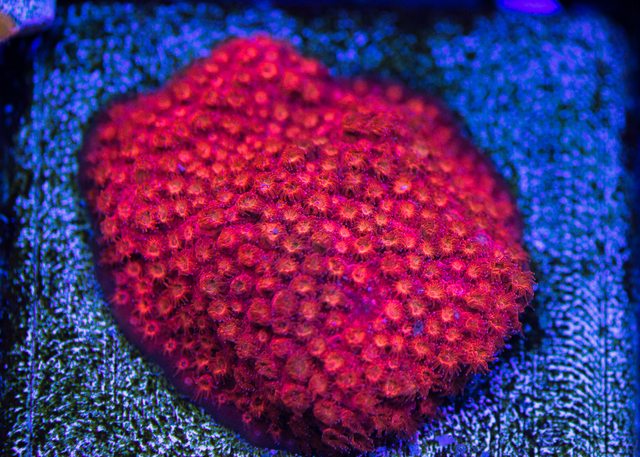 WWC Firestorm Cyphastrea - Mother Colony