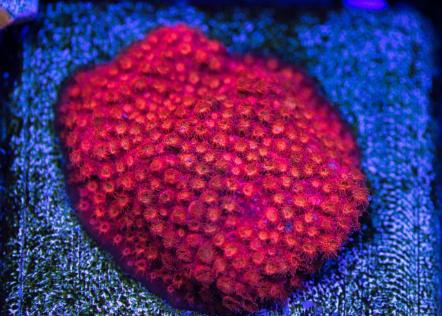 WWC Firestorm Cyphastrea - Mother Colony Photo