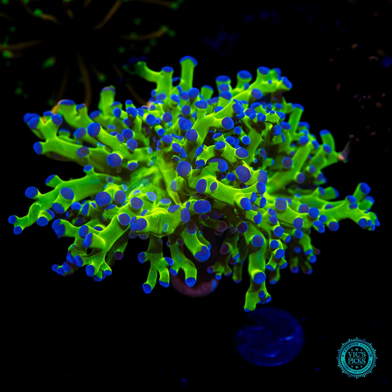 WWC Ultimate Bicolor Branching Frogspawn - Daylight Photo