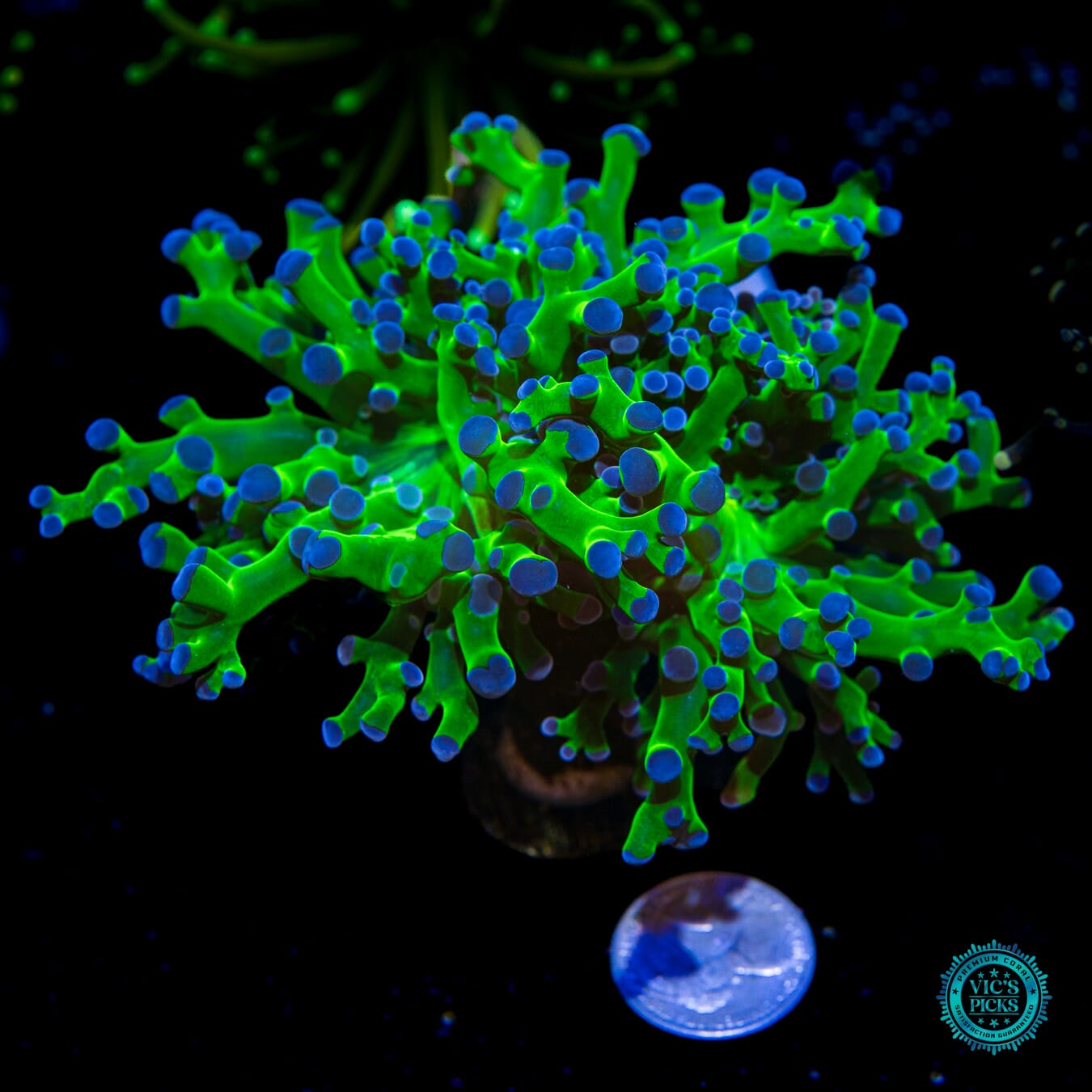 WWC Ultimate Bicolor Branching Frogspawn - Actinic Photo