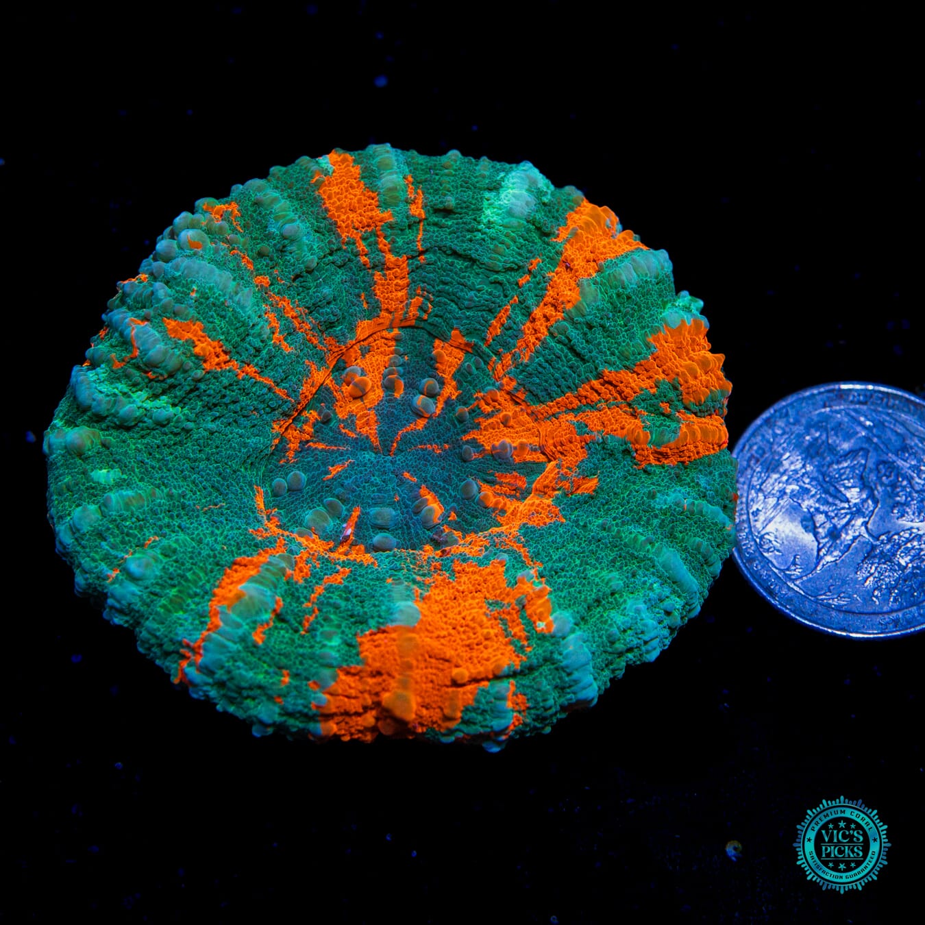 Riptide Rush Scolymia - Actinic Photo