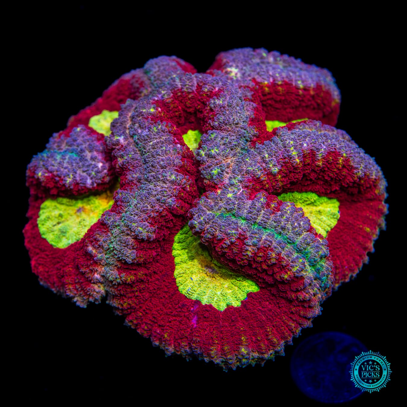 Caped Crusader Lobophyllia - Daylight Photo