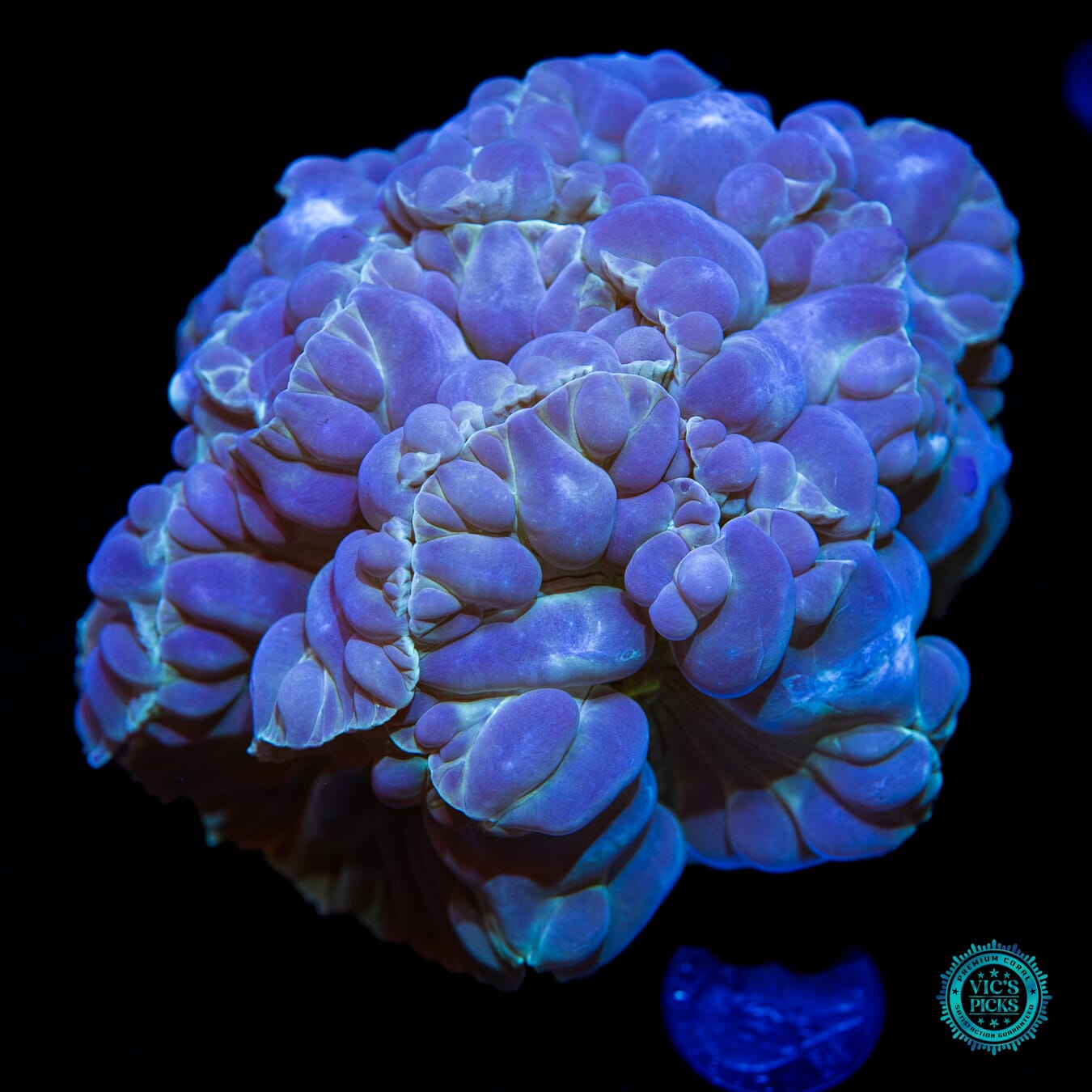 Permafrost Fox Coral - Daylight Photo