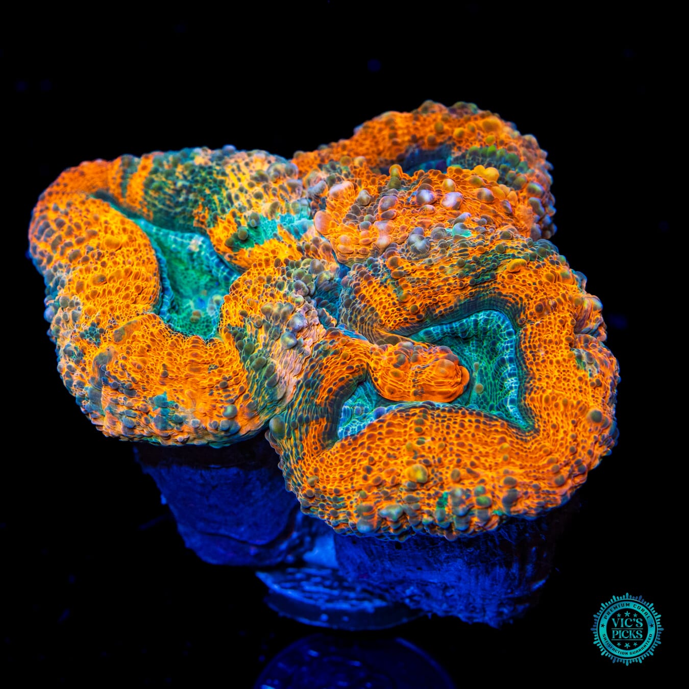 Alien Lagoon Lobophyllia - Daylight Photo