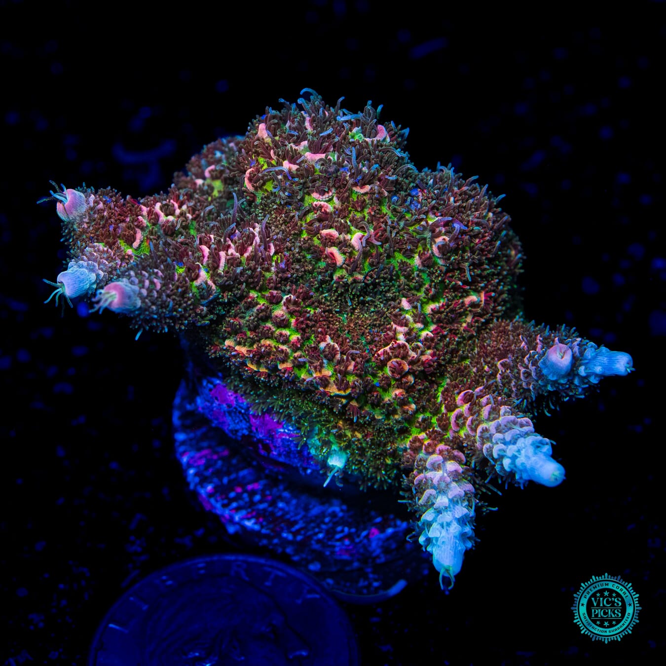 Diggity Dang Mille Acropora - Daylight Photo